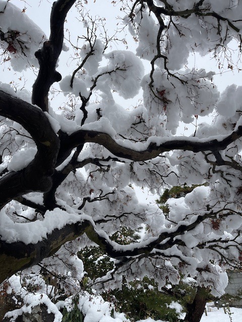 文翔館庭園の雪をかぶった木々