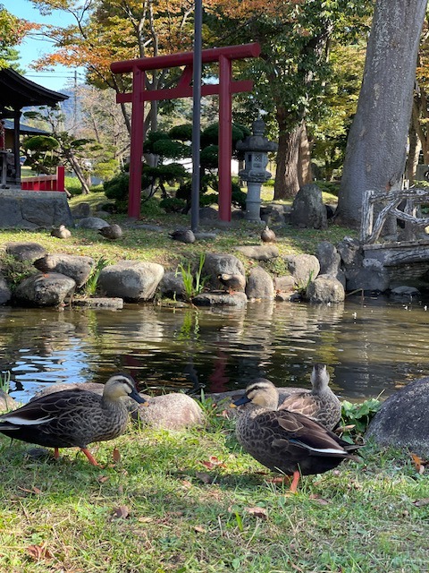 カモと一緒に山形の秋を堪能