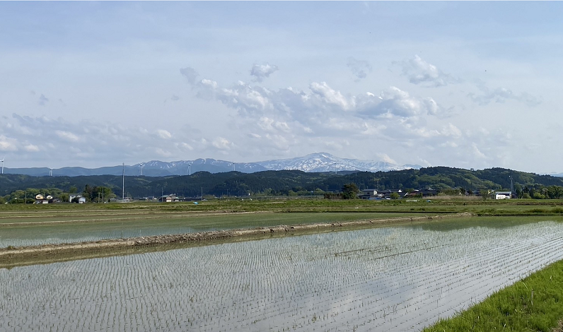 鶴岡の田んぼの風景